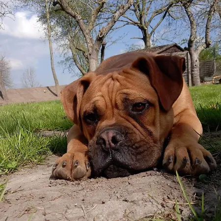 Ferienbungalow Eutin Sierksdorf Ostsee 아파트 Susel